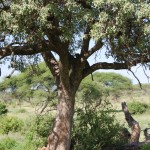 Can you see the leopard?