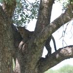 Our first cat: a leopard