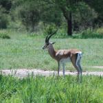 Grants gazelle