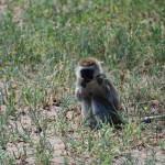 Black-Faced Vervet monkey