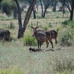 Common waterbuck