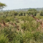 A journey of giraffes