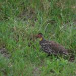 Yellow-necked spurfowl