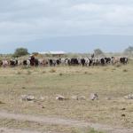 Maasai wariors and their cattle