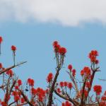 Pretty flowering Flame tree
