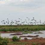 Hippos and birds at Lake Manyara National Park