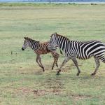 Running zebras