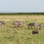 Grazing zebras and warthog