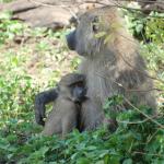 Baby and Mother baboon