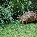 Leopard tortoise at Plantation Lodge