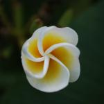 Pretty flower