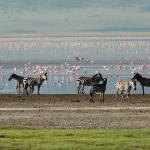 Ngorongoro flamingos and zebras