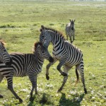 Zebras fighting, Ngorongoro