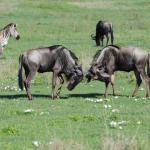 Wildebeest battle