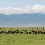 Wildebeest herd in Ngorongoro caldera