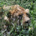 Young male lion lying in the grass