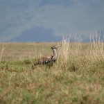 Kori bustard (national bird of Tanzania)