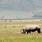 Grazing rhino with flamingos in background