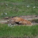 Lazy hyaena