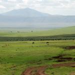 Large herd of wildebeest in Ngorongoro
