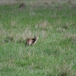 Serval checking us out