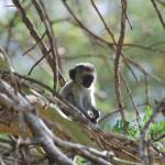 Baby black-faced vervet monkey