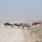 Wildebeest and zebra running across the road
