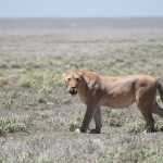 Adult female lion