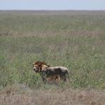 Adult male lion