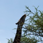 Giraffe reaching for some leaves