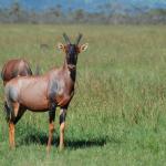 Topis in the Serengeti