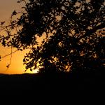 Sunset in the Serengeti