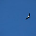 An eagle in flight