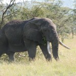 Elephant bull in the Serengeti