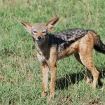 A black-backed jackal
