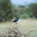 Superb starling (yes, superb is the name)