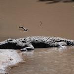 Sunbathing crocodile