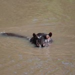 Surfacing hippo