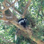 Black and white colobus monkey