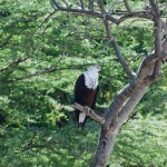 An African fish eagle.  This one spent the whole day perched here (we drove by several times).