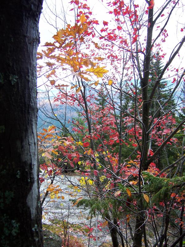 NIce red tree