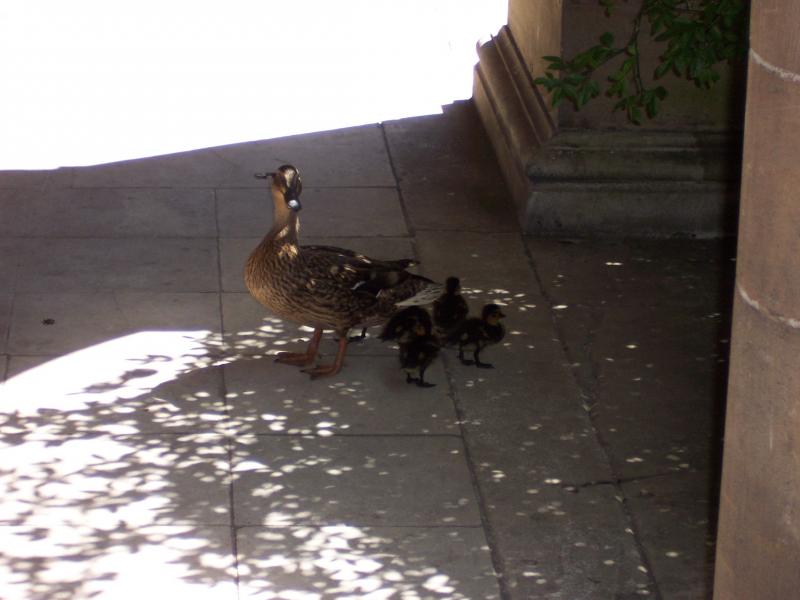 Duck and ducklings