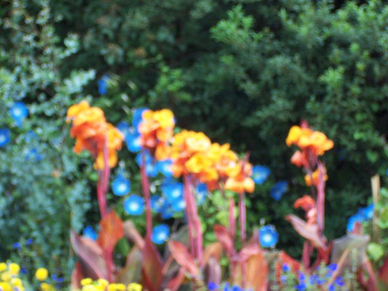 Flowers in St. James Park - 1