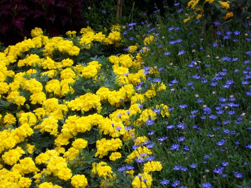 Flowers in St. James Park - 3