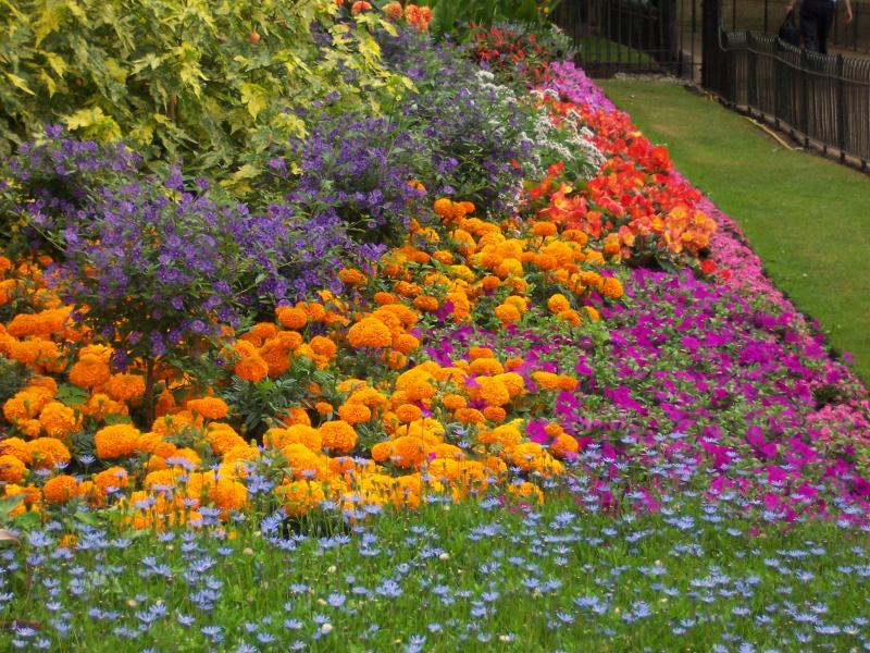 Flowers in St. James Park - 4