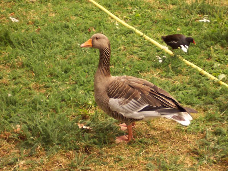 A goose in St. James Park
