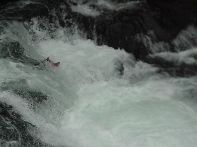 Jumping red salmon
