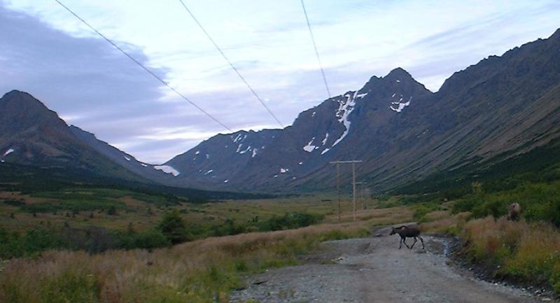 A moose calf crosses our path