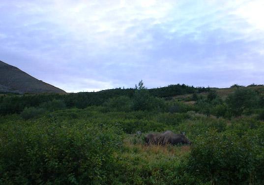 Moose cow 2