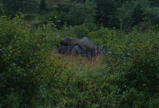 The moose cow with her calf